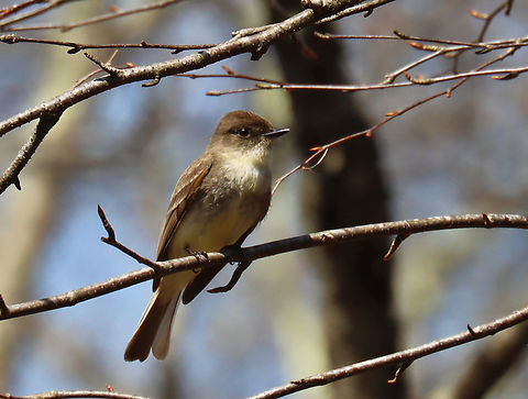 Eastern Phoebe - Sayornis phoebe It was building a nest in a round metal thing that was on the side of an old building

Habitat: Deciduous forest edge Eastern Phoebe,Geotagged,Sayornis,Sayornis phoebe,Spring,United States,phoebe
