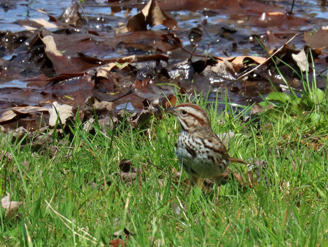 Song Sparrow - Melospiza melodia There were a few of these sparrows digging through the grass and leaves. <br />
<br />
Habitat: Grassy area bordering a deciduous forest Geotagged,Melospiza melodia,Song Sparrow,Spring,United States,melospiza,sparrow