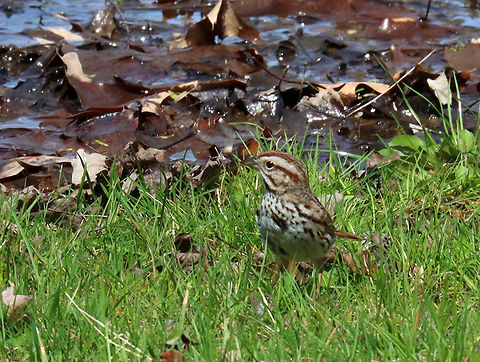 Song Sparrow - Melospiza melodia There were a few of these sparrows digging through the grass and leaves. 

Habitat: Grassy area bordering a deciduous forest Geotagged,Melospiza melodia,Song Sparrow,Spring,United States,melospiza,sparrow