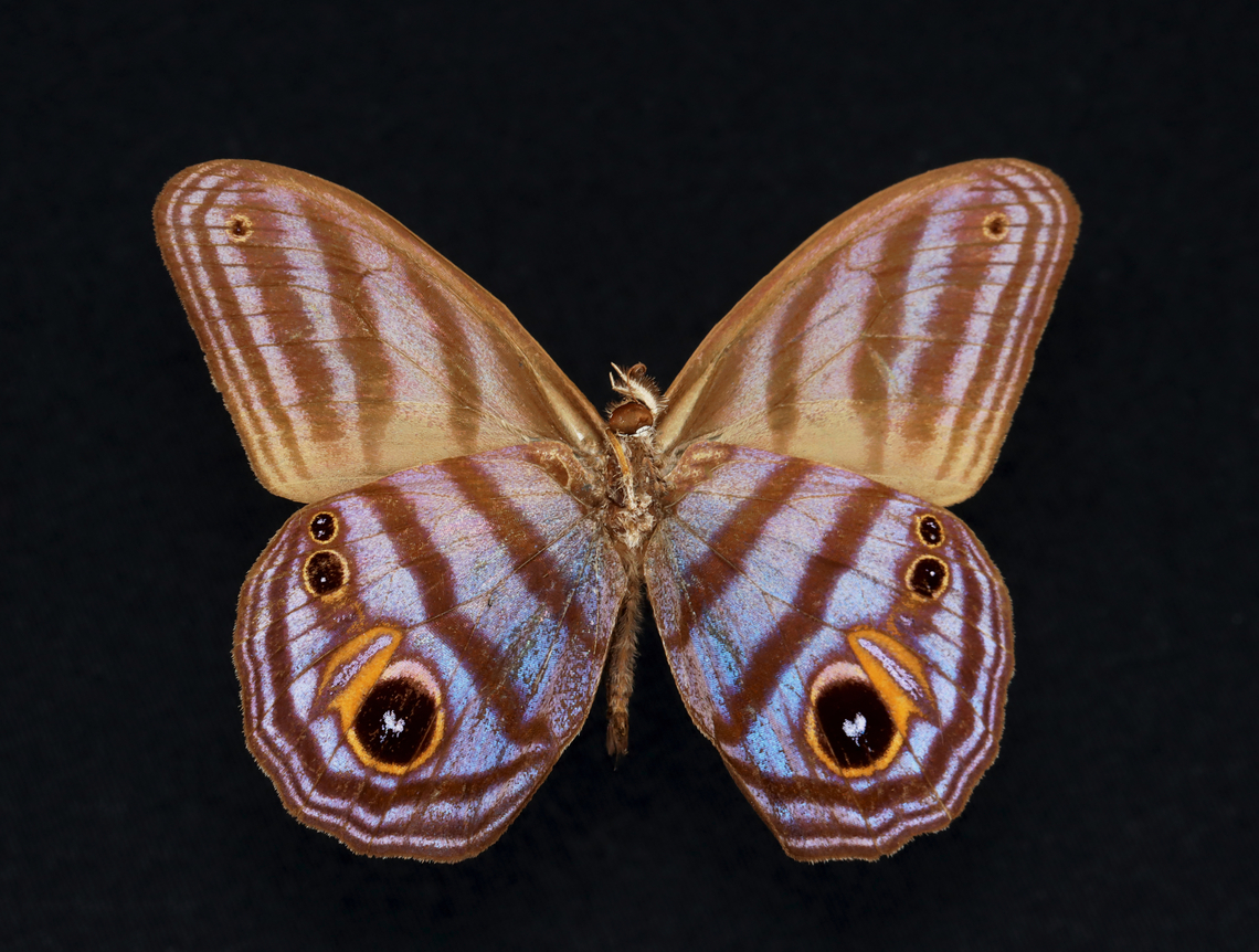 Butterfly - Chloreuptychia agatha *Pinned specimen Chloreuptychia,Chloreuptychia agatha,Geotagged,Spring,United States,butterfly