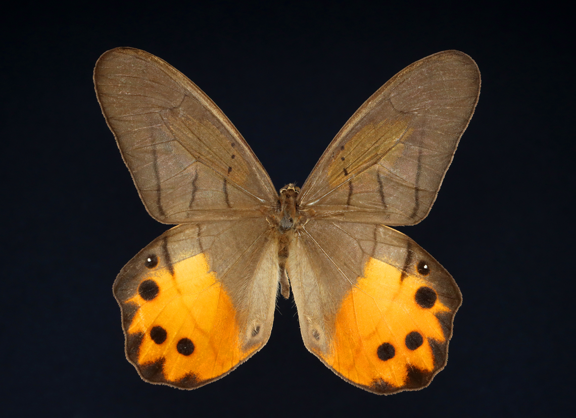 Golden Lady Slipper - Pierella hyceta *Specimen from Peru Geotagged,Golden Lady Slipper,Pierella,Pierella hyceta,Spring,United States,butterfly,nymphalidae