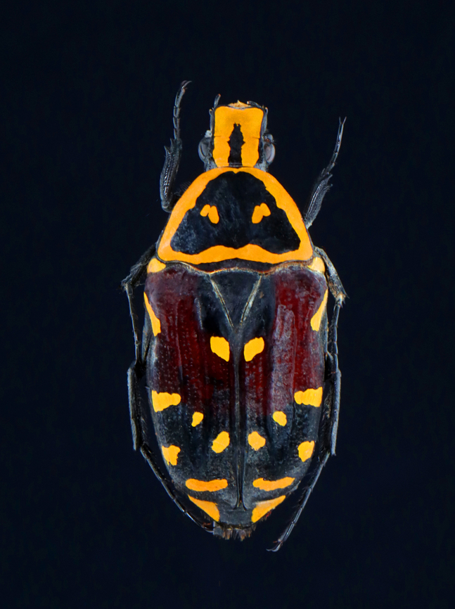 Scarab Beetle - Euchroea aurostellata *Pinned specimen from Madagascar Euchroea,Euchroea aurostellata,Geotagged,Spring,United States,beetle,scarab,scarabaeidae