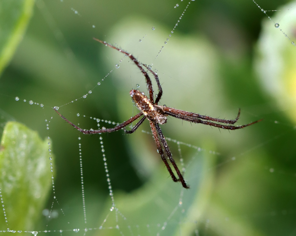 Zipper Spider (Male) - Argiope aurantia Habitat: Garden Argiope,Argiope aurantia,Geotagged,Summer,United States,Yellow Garden Spider,garden spider,male Argiope aurantia,male spider,spider,zipper spider