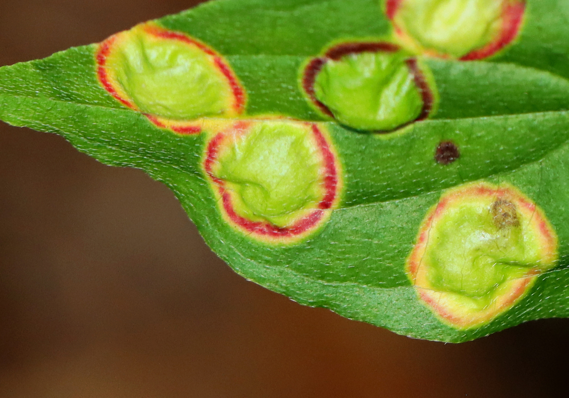 Midge Galls - Parallelodiplosis subtruncata Habitat: Dogwood (Cornus sp.) leaves  Galls,Geotagged,Parallelodiplosis subtruncata,Summer,United States,midge galls
