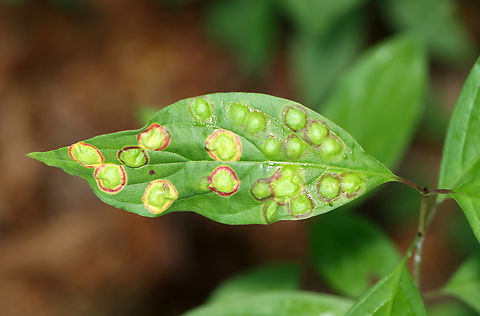 Midge Galls - Parallelodiplosis subtruncata Habitat: Dogwood (Cornus sp.) leaves Geotagged,Parallelodiplosis subtruncata,Summer,United States