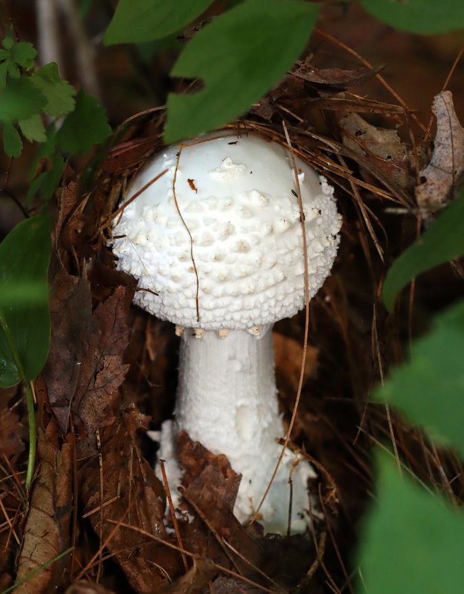 Amanita sect. Roanokenses *Could also be Amanita subcokeri<br />
<br />
Habitat: Growing under pine; mixed forest<br />
<figure class="photo"><a href="https://www.jungledragon.com/image/133638/amanita_sect._roanokenses.html" title="Amanita sect. Roanokenses"><img src="https://s3.amazonaws.com/media.jungledragon.com/images/3232/133638_thumb.jpg?AWSAccessKeyId=05GMT0V3GWVNE7GGM1R2&Expires=1769040010&Signature=6ZHbl0zRPU6PS0uq6Q0EdOYNRHo%3D" width="120" height="152" alt="Amanita sect. Roanokenses *Could also be Amanita subcokeri<br />
<br />
Habitat: Growing under pine; mixed forest<br />
https://www.jungledragon.com/image/133638/amanita_sect._roanokenses.html<br />
https://www.jungledragon.com/image/133640/amanita_sect._roanokenses.html<br />
https://www.jungledragon.com/image/133639/amanita_sect._roanokenses.html Geotagged,Summer,United States" /></a></figure><br />
<figure class="photo"><a href="https://www.jungledragon.com/image/133640/amanita_sect._roanokenses.html" title="Amanita sect. Roanokenses"><img src="https://s3.amazonaws.com/media.jungledragon.com/images/3232/133640_thumb.jpg?AWSAccessKeyId=05GMT0V3GWVNE7GGM1R2&Expires=1769040010&Signature=%2BRD4WYXYuz8Tt1bs%2BhSHKx9VQqA%3D" width="200" height="140" alt="Amanita sect. Roanokenses *Could also be Amanita subcokeri<br />
<br />
Habitat: Growing under pine; mixed forest<br />
https://www.jungledragon.com/image/133638/amanita_sect._roanokenses.html<br />
https://www.jungledragon.com/image/133640/amanita_sect._roanokenses.html<br />
https://www.jungledragon.com/image/133639/amanita_sect._roanokenses.html Amanita,Amanita sect. Roanokenses,Geotagged,Summer,United States,fungus,mushroom" /></a></figure><br />
<figure class="photo"><a href="https://www.jungledragon.com/image/133639/amanita_sect._roanokenses_bulb.html" title="Amanita sect. Roanokenses (Bulb)"><img src="https://s3.amazonaws.com/media.jungledragon.com/images/3232/133639_thumb.jpg?AWSAccessKeyId=05GMT0V3GWVNE7GGM1R2&Expires=1769040010&Signature=gaiNG5RcT55iRA%2FHTyrDy2tkQWo%3D" width="106" height="152" alt="Amanita sect. Roanokenses (Bulb) *Could also be Amanita subcokeri<br />
<br />
Habitat: Growing under pine; mixed forest<br />
https://www.jungledragon.com/image/133638/amanita_sect._roanokenses.html<br />
https://www.jungledragon.com/image/133640/amanita_sect._roanokenses.html<br />
https://www.jungledragon.com/image/133639/amanita_sect._roanokenses.html Geotagged,Summer,United States" /></a></figure> Geotagged,Summer,United States