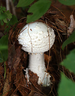 Amanita sect. Roanokenses *Could also be Amanita subcokeri

Habitat: Growing under pine; mixed forest
https://www.jungledragon.com/image/133638/amanita_sect._roanokenses.html
https://www.jungledragon.com/image/133640/amanita_sect._roanokenses.html
https://www.jungledragon.com/image/133639/amanita_sect._roanokenses.html Geotagged,Summer,United States