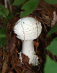 Amanita sect. Roanokenses *Could also be Amanita subcokeri<br />
<br />
Habitat: Growing under pine; mixed forest<br />
https://www.jungledragon.com/image/133638/amanita_sect._roanokenses.html<br />
https://www.jungledragon.com/image/133640/amanita_sect._roanokenses.html<br />
https://www.jungledragon.com/image/133639/amanita_sect._roanokenses.html Geotagged,Summer,United States