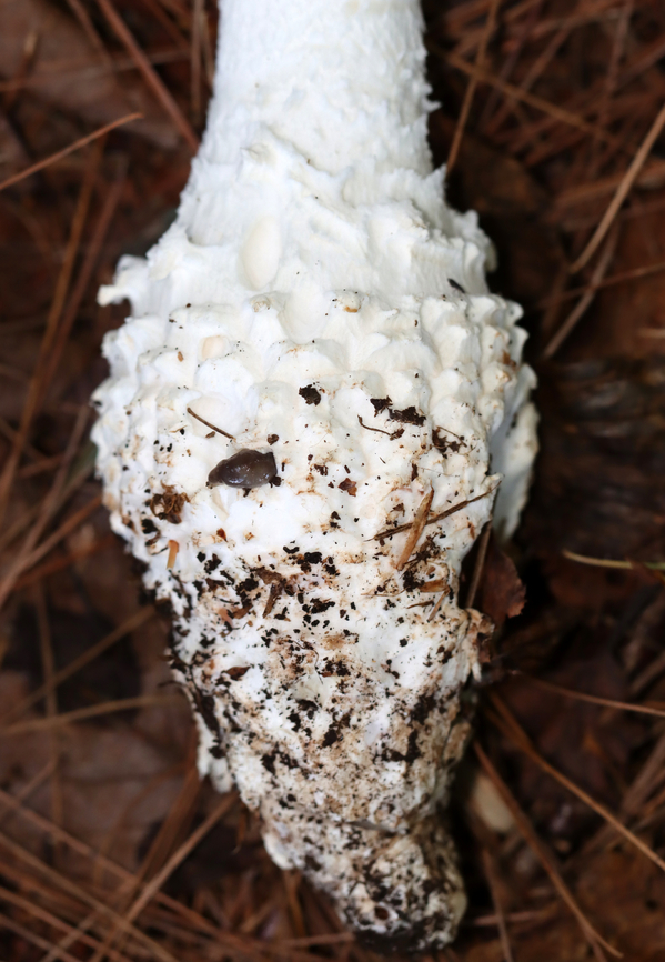 Amanita sect. Roanokenses (Bulb) *Could also be Amanita subcokeri<br />
<br />
Habitat: Growing under pine; mixed forest<br />
<figure class="photo"><a href="https://www.jungledragon.com/image/133638/amanita_sect._roanokenses.html" title="Amanita sect. Roanokenses"><img src="https://s3.amazonaws.com/media.jungledragon.com/images/3232/133638_thumb.jpg?AWSAccessKeyId=05GMT0V3GWVNE7GGM1R2&Expires=1763596810&Signature=BVxb317Drr8MAd%2B5Gc6Yvu5n%2Bww%3D" width="120" height="152" alt="Amanita sect. Roanokenses *Could also be Amanita subcokeri<br />
<br />
Habitat: Growing under pine; mixed forest<br />
https://www.jungledragon.com/image/133638/amanita_sect._roanokenses.html<br />
https://www.jungledragon.com/image/133640/amanita_sect._roanokenses.html<br />
https://www.jungledragon.com/image/133639/amanita_sect._roanokenses.html Geotagged,Summer,United States" /></a></figure><br />
<figure class="photo"><a href="https://www.jungledragon.com/image/133640/amanita_sect._roanokenses.html" title="Amanita sect. Roanokenses"><img src="https://s3.amazonaws.com/media.jungledragon.com/images/3232/133640_thumb.jpg?AWSAccessKeyId=05GMT0V3GWVNE7GGM1R2&Expires=1763596810&Signature=E7fl0nCGg%2BR4VdtaBRX82lLdG1E%3D" width="200" height="140" alt="Amanita sect. Roanokenses *Could also be Amanita subcokeri<br />
<br />
Habitat: Growing under pine; mixed forest<br />
https://www.jungledragon.com/image/133638/amanita_sect._roanokenses.html<br />
https://www.jungledragon.com/image/133640/amanita_sect._roanokenses.html<br />
https://www.jungledragon.com/image/133639/amanita_sect._roanokenses.html Amanita,Amanita sect. Roanokenses,Geotagged,Summer,United States,fungus,mushroom" /></a></figure><br />
<figure class="photo"><a href="https://www.jungledragon.com/image/133639/amanita_sect._roanokenses_bulb.html" title="Amanita sect. Roanokenses (Bulb)"><img src="https://s3.amazonaws.com/media.jungledragon.com/images/3232/133639_thumb.jpg?AWSAccessKeyId=05GMT0V3GWVNE7GGM1R2&Expires=1763596810&Signature=3llO7wtzUl%2B8ztMKlhauiJ9kQHM%3D" width="106" height="152" alt="Amanita sect. Roanokenses (Bulb) *Could also be Amanita subcokeri<br />
<br />
Habitat: Growing under pine; mixed forest<br />
https://www.jungledragon.com/image/133638/amanita_sect._roanokenses.html<br />
https://www.jungledragon.com/image/133640/amanita_sect._roanokenses.html<br />
https://www.jungledragon.com/image/133639/amanita_sect._roanokenses.html Geotagged,Summer,United States" /></a></figure> Geotagged,Summer,United States