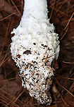 Amanita sect. Roanokenses (Bulb) *Could also be Amanita subcokeri<br />
<br />
Habitat: Growing under pine; mixed forest<br />
https://www.jungledragon.com/image/133638/amanita_sect._roanokenses.html<br />
https://www.jungledragon.com/image/133640/amanita_sect._roanokenses.html<br />
https://www.jungledragon.com/image/133639/amanita_sect._roanokenses.html Geotagged,Summer,United States