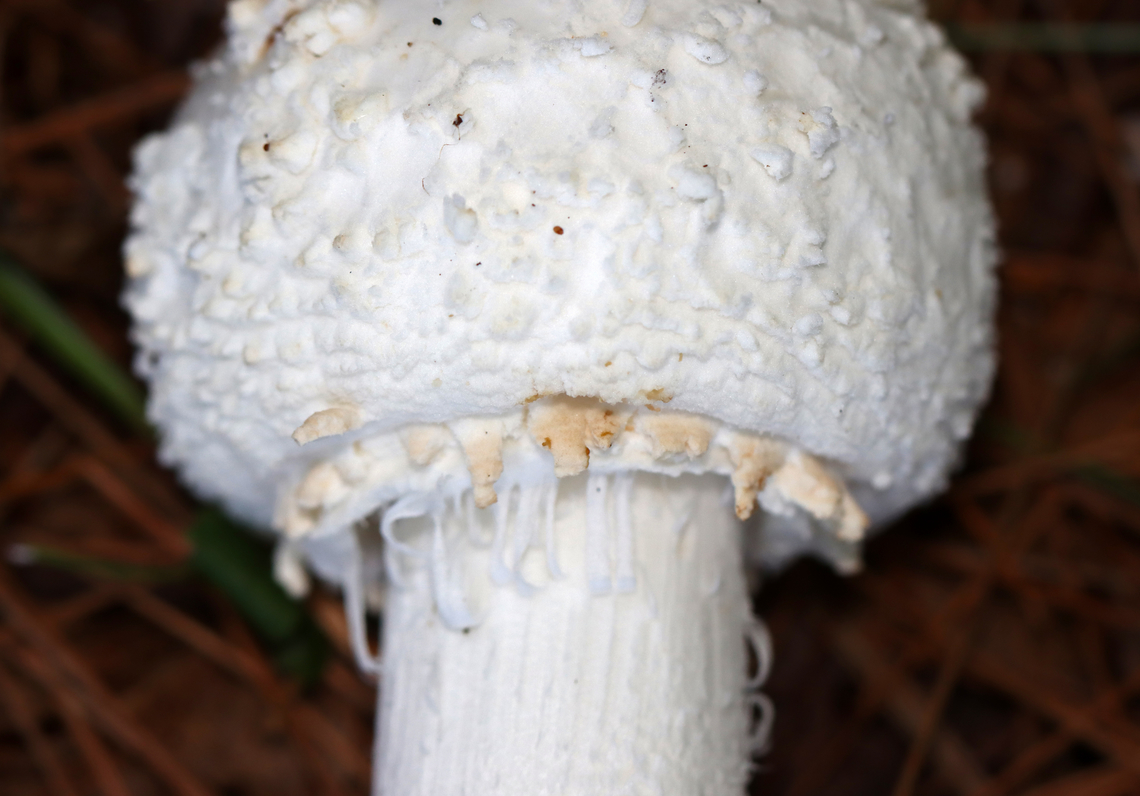 Amanita sect. Roanokenses *Could also be Amanita subcokeri<br />
<br />
Habitat: Growing under pine; mixed forest<br />
<figure class="photo"><a href="https://www.jungledragon.com/image/133638/amanita_sect._roanokenses.html" title="Amanita sect. Roanokenses"><img src="https://s3.amazonaws.com/media.jungledragon.com/images/3232/133638_thumb.jpg?AWSAccessKeyId=05GMT0V3GWVNE7GGM1R2&Expires=1759968010&Signature=%2F1mIPZ%2B%2F22yLxMOvUstdQirw%2BhA%3D" width="120" height="152" alt="Amanita sect. Roanokenses *Could also be Amanita subcokeri<br />
<br />
Habitat: Growing under pine; mixed forest<br />
https://www.jungledragon.com/image/133638/amanita_sect._roanokenses.html<br />
https://www.jungledragon.com/image/133640/amanita_sect._roanokenses.html<br />
https://www.jungledragon.com/image/133639/amanita_sect._roanokenses.html Geotagged,Summer,United States" /></a></figure><br />
<figure class="photo"><a href="https://www.jungledragon.com/image/133640/amanita_sect._roanokenses.html" title="Amanita sect. Roanokenses"><img src="https://s3.amazonaws.com/media.jungledragon.com/images/3232/133640_thumb.jpg?AWSAccessKeyId=05GMT0V3GWVNE7GGM1R2&Expires=1759968010&Signature=HFGt%2BbPy1GgMhVgFA9iWhtNSDDE%3D" width="200" height="140" alt="Amanita sect. Roanokenses *Could also be Amanita subcokeri<br />
<br />
Habitat: Growing under pine; mixed forest<br />
https://www.jungledragon.com/image/133638/amanita_sect._roanokenses.html<br />
https://www.jungledragon.com/image/133640/amanita_sect._roanokenses.html<br />
https://www.jungledragon.com/image/133639/amanita_sect._roanokenses.html Amanita,Amanita sect. Roanokenses,Geotagged,Summer,United States,fungus,mushroom" /></a></figure><br />
<figure class="photo"><a href="https://www.jungledragon.com/image/133639/amanita_sect._roanokenses_bulb.html" title="Amanita sect. Roanokenses (Bulb)"><img src="https://s3.amazonaws.com/media.jungledragon.com/images/3232/133639_thumb.jpg?AWSAccessKeyId=05GMT0V3GWVNE7GGM1R2&Expires=1759968010&Signature=Ftu%2FgFNnFNGHiWtlLe0pXWwbFwU%3D" width="106" height="152" alt="Amanita sect. Roanokenses (Bulb) *Could also be Amanita subcokeri<br />
<br />
Habitat: Growing under pine; mixed forest<br />
https://www.jungledragon.com/image/133638/amanita_sect._roanokenses.html<br />
https://www.jungledragon.com/image/133640/amanita_sect._roanokenses.html<br />
https://www.jungledragon.com/image/133639/amanita_sect._roanokenses.html Geotagged,Summer,United States" /></a></figure> Amanita,Amanita sect. Roanokenses,Geotagged,Summer,United States,fungus,mushroom