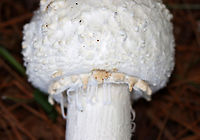 Amanita sect. Roanokenses *Could also be Amanita subcokeri<br />
<br />
Habitat: Growing under pine; mixed forest<br />
https://www.jungledragon.com/image/133638/amanita_sect._roanokenses.html<br />
https://www.jungledragon.com/image/133640/amanita_sect._roanokenses.html<br />
https://www.jungledragon.com/image/133639/amanita_sect._roanokenses.html Amanita,Amanita sect. Roanokenses,Geotagged,Summer,United States,fungus,mushroom