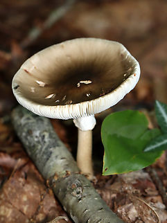 Brown star-footed Amanita - Amanita brunnescens *Species ID is tentative; at the least, it is in the section Validae.

Habitat: Mixed forest Amanita,Amanita brunnescens,Amanita sect. Validae,Brown star-footed Amanita,Geotagged,Summer,United States,fungus,mushroom