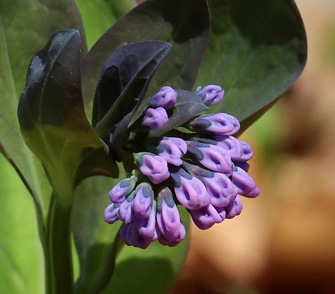 Virginia Bluebells - Mertensia virginica This is a beautiful ephemeral that I rarely see and in small numbers. There was only one plant in this area. The buds are pink and the flowers are blue, white, or pink.

Habitat: Swampy, deciduous forest
https://www.jungledragon.com/image/133656/virginia_bluebells_-_mertensia_virginica.html Geotagged,Mertensia virginica,Spring,United States,Virginia Bluebell,ephemeral,mertensia,spring ephemeral