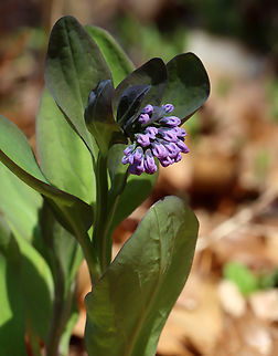 Virginia Bluebells - Mertensia virginica This is a beautiful ephemeral that I rarely see and in small numbers. There was only one plant in this area. The buds are pink and the flowers are blue, white, or pink.

Habitat: Swampy, deciduous forest
https://www.jungledragon.com/image/133655/virginia_bluebells_-_mertensia_virginica.html Geotagged,Mertensia virginica,Spring,United States,Virginia Bluebell