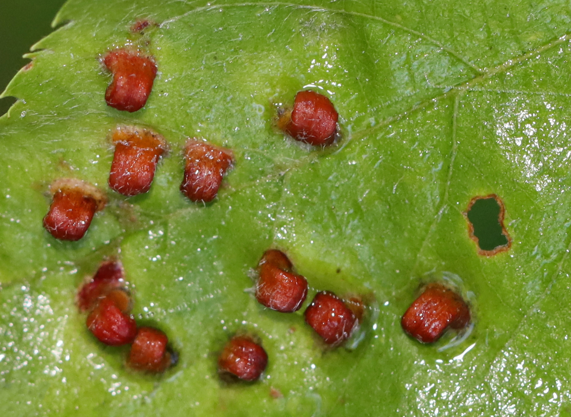 Blaesodiplosis Galls on Shadbush (Amelanchier sp.) Habitat: Deciduous forest<br />
<figure class="photo"><a href="https://www.jungledragon.com/image/133657/blaesodiplosis_galls_on_shadbush_amelanchier_sp.html" title="Blaesodiplosis Galls on Shadbush (Amelanchier sp.)"><img src="https://s3.amazonaws.com/media.jungledragon.com/images/3232/133657_thumb.jpg?AWSAccessKeyId=05GMT0V3GWVNE7GGM1R2&Expires=1759968010&Signature=anBdMHnsmsRZ1AyI77qtSs5yyvI%3D" width="200" height="148" alt="Blaesodiplosis Galls on Shadbush (Amelanchier sp.) Habitat: Deciduous forest<br />
https://www.jungledragon.com/image/133657/blaesodiplosis_galls_on_shadbush_amelanchier_sp.html<br />
https://www.jungledragon.com/image/133660/blaesodiplosis_galls_undersurface_on_shadbush_amelanchier_sp.html<br />
https://www.jungledragon.com/image/133659/blaesodiplosis_galls_on_shadbush_amelanchier_sp.html<br />
https://www.jungledragon.com/image/133658/blaesodiplosis_galls_on_shadbush_amelanchier_sp.html Amelanchier,Blaesodiplosis,Geotagged,Summer,United States,galls,shadbush" /></a></figure><br />
<figure class="photo"><a href="https://www.jungledragon.com/image/133660/blaesodiplosis_galls_undersurface_on_shadbush_amelanchier_sp.html" title="Blaesodiplosis Galls (Undersurface) on Shadbush (Amelanchier sp.)"><img src="https://s3.amazonaws.com/media.jungledragon.com/images/3232/133660_thumb.jpg?AWSAccessKeyId=05GMT0V3GWVNE7GGM1R2&Expires=1759968010&Signature=uFqvzYyzIzpVcuZzNl7aNyQTrEk%3D" width="200" height="166" alt="Blaesodiplosis Galls (Undersurface) on Shadbush (Amelanchier sp.) Habitat: Deciduous forest<br />
https://www.jungledragon.com/image/133657/blaesodiplosis_galls_on_shadbush_amelanchier_sp.html<br />
https://www.jungledragon.com/image/133660/blaesodiplosis_galls_undersurface_on_shadbush_amelanchier_sp.html<br />
https://www.jungledragon.com/image/133659/blaesodiplosis_galls_on_shadbush_amelanchier_sp.html<br />
https://www.jungledragon.com/image/133658/blaesodiplosis_galls_on_shadbush_amelanchier_sp.html Geotagged,Summer,United States" /></a></figure><br />
<figure class="photo"><a href="https://www.jungledragon.com/image/133659/blaesodiplosis_galls_on_shadbush_amelanchier_sp.html" title="Blaesodiplosis Galls on Shadbush (Amelanchier sp.)"><img src="https://s3.amazonaws.com/media.jungledragon.com/images/3232/133659_thumb.jpg?AWSAccessKeyId=05GMT0V3GWVNE7GGM1R2&Expires=1759968010&Signature=eOIPczhR9kwu1kAGNb3ODJdqLx4%3D" width="200" height="134" alt="Blaesodiplosis Galls on Shadbush (Amelanchier sp.) Habitat: Deciduous forest<br />
https://www.jungledragon.com/image/133657/blaesodiplosis_galls_on_shadbush_amelanchier_sp.html<br />
https://www.jungledragon.com/image/133660/blaesodiplosis_galls_undersurface_on_shadbush_amelanchier_sp.html<br />
https://www.jungledragon.com/image/133659/blaesodiplosis_galls_on_shadbush_amelanchier_sp.html<br />
https://www.jungledragon.com/image/133658/blaesodiplosis_galls_on_shadbush_amelanchier_sp.html Geotagged,Summer,United States" /></a></figure><br />
<figure class="photo"><a href="https://www.jungledragon.com/image/133658/blaesodiplosis_galls_on_shadbush_amelanchier_sp.html" title="Blaesodiplosis Galls on Shadbush (Amelanchier sp.)"><img src="https://s3.amazonaws.com/media.jungledragon.com/images/3232/133658_thumb.jpg?AWSAccessKeyId=05GMT0V3GWVNE7GGM1R2&Expires=1759968010&Signature=JDNej7abLZmlvpv29n%2FEQPkBjqk%3D" width="200" height="132" alt="Blaesodiplosis Galls on Shadbush (Amelanchier sp.) Habitat: Deciduous forest<br />
https://www.jungledragon.com/image/133657/blaesodiplosis_galls_on_shadbush_amelanchier_sp.html<br />
https://www.jungledragon.com/image/133660/blaesodiplosis_galls_undersurface_on_shadbush_amelanchier_sp.html<br />
https://www.jungledragon.com/image/133659/blaesodiplosis_galls_on_shadbush_amelanchier_sp.html<br />
https://www.jungledragon.com/image/133658/blaesodiplosis_galls_on_shadbush_amelanchier_sp.html Geotagged,Summer,United States" /></a></figure> Amelanchier,Blaesodiplosis,Geotagged,Summer,United States,galls,shadbush
