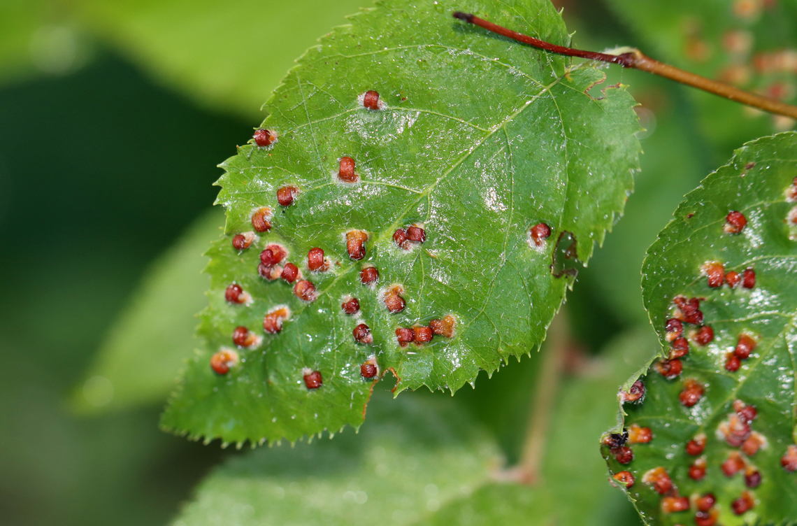 Blaesodiplosis Galls on Shadbush (Amelanchier sp.) Habitat: Deciduous forest<br />
<figure class="photo"><a href="https://www.jungledragon.com/image/133657/blaesodiplosis_galls_on_shadbush_amelanchier_sp.html" title="Blaesodiplosis Galls on Shadbush (Amelanchier sp.)"><img src="https://s3.amazonaws.com/media.jungledragon.com/images/3232/133657_thumb.jpg?AWSAccessKeyId=05GMT0V3GWVNE7GGM1R2&Expires=1770854410&Signature=gOh5IRjgtB9EqtXzwCo%2BhcT7SPQ%3D" width="200" height="148" alt="Blaesodiplosis Galls on Shadbush (Amelanchier sp.) Habitat: Deciduous forest<br />
https://www.jungledragon.com/image/133657/blaesodiplosis_galls_on_shadbush_amelanchier_sp.html<br />
https://www.jungledragon.com/image/133660/blaesodiplosis_galls_undersurface_on_shadbush_amelanchier_sp.html<br />
https://www.jungledragon.com/image/133659/blaesodiplosis_galls_on_shadbush_amelanchier_sp.html<br />
https://www.jungledragon.com/image/133658/blaesodiplosis_galls_on_shadbush_amelanchier_sp.html Amelanchier,Blaesodiplosis,Geotagged,Summer,United States,galls,shadbush" /></a></figure><br />
<figure class="photo"><a href="https://www.jungledragon.com/image/133660/blaesodiplosis_galls_undersurface_on_shadbush_amelanchier_sp.html" title="Blaesodiplosis Galls (Undersurface) on Shadbush (Amelanchier sp.)"><img src="https://s3.amazonaws.com/media.jungledragon.com/images/3232/133660_thumb.jpg?AWSAccessKeyId=05GMT0V3GWVNE7GGM1R2&Expires=1770854410&Signature=afPuztzItW3G84Hvzxqe%2F7nO5vs%3D" width="200" height="166" alt="Blaesodiplosis Galls (Undersurface) on Shadbush (Amelanchier sp.) Habitat: Deciduous forest<br />
https://www.jungledragon.com/image/133657/blaesodiplosis_galls_on_shadbush_amelanchier_sp.html<br />
https://www.jungledragon.com/image/133660/blaesodiplosis_galls_undersurface_on_shadbush_amelanchier_sp.html<br />
https://www.jungledragon.com/image/133659/blaesodiplosis_galls_on_shadbush_amelanchier_sp.html<br />
https://www.jungledragon.com/image/133658/blaesodiplosis_galls_on_shadbush_amelanchier_sp.html Geotagged,Summer,United States" /></a></figure><br />
<figure class="photo"><a href="https://www.jungledragon.com/image/133659/blaesodiplosis_galls_on_shadbush_amelanchier_sp.html" title="Blaesodiplosis Galls on Shadbush (Amelanchier sp.)"><img src="https://s3.amazonaws.com/media.jungledragon.com/images/3232/133659_thumb.jpg?AWSAccessKeyId=05GMT0V3GWVNE7GGM1R2&Expires=1770854410&Signature=e4OA9jcg9c2tzVYEZExrMJDz42s%3D" width="200" height="134" alt="Blaesodiplosis Galls on Shadbush (Amelanchier sp.) Habitat: Deciduous forest<br />
https://www.jungledragon.com/image/133657/blaesodiplosis_galls_on_shadbush_amelanchier_sp.html<br />
https://www.jungledragon.com/image/133660/blaesodiplosis_galls_undersurface_on_shadbush_amelanchier_sp.html<br />
https://www.jungledragon.com/image/133659/blaesodiplosis_galls_on_shadbush_amelanchier_sp.html<br />
https://www.jungledragon.com/image/133658/blaesodiplosis_galls_on_shadbush_amelanchier_sp.html Geotagged,Summer,United States" /></a></figure><br />
<figure class="photo"><a href="https://www.jungledragon.com/image/133658/blaesodiplosis_galls_on_shadbush_amelanchier_sp.html" title="Blaesodiplosis Galls on Shadbush (Amelanchier sp.)"><img src="https://s3.amazonaws.com/media.jungledragon.com/images/3232/133658_thumb.jpg?AWSAccessKeyId=05GMT0V3GWVNE7GGM1R2&Expires=1770854410&Signature=RZ8UkXS%2BEcIqK168mI94jfwHc%2BE%3D" width="200" height="132" alt="Blaesodiplosis Galls on Shadbush (Amelanchier sp.) Habitat: Deciduous forest<br />
https://www.jungledragon.com/image/133657/blaesodiplosis_galls_on_shadbush_amelanchier_sp.html<br />
https://www.jungledragon.com/image/133660/blaesodiplosis_galls_undersurface_on_shadbush_amelanchier_sp.html<br />
https://www.jungledragon.com/image/133659/blaesodiplosis_galls_on_shadbush_amelanchier_sp.html<br />
https://www.jungledragon.com/image/133658/blaesodiplosis_galls_on_shadbush_amelanchier_sp.html Geotagged,Summer,United States" /></a></figure> Geotagged,Summer,United States