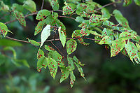 Blaesodiplosis Galls on Shadbush (Amelanchier sp.) Habitat: Deciduous forest<br />
https://www.jungledragon.com/image/133657/blaesodiplosis_galls_on_shadbush_amelanchier_sp.html<br />
https://www.jungledragon.com/image/133660/blaesodiplosis_galls_undersurface_on_shadbush_amelanchier_sp.html<br />
https://www.jungledragon.com/image/133659/blaesodiplosis_galls_on_shadbush_amelanchier_sp.html<br />
https://www.jungledragon.com/image/133658/blaesodiplosis_galls_on_shadbush_amelanchier_sp.html Geotagged,Summer,United States