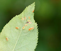 Blaesodiplosis Galls (Undersurface) on Shadbush (Amelanchier sp.) Habitat: Deciduous forest<br />
https://www.jungledragon.com/image/133657/blaesodiplosis_galls_on_shadbush_amelanchier_sp.html<br />
https://www.jungledragon.com/image/133660/blaesodiplosis_galls_undersurface_on_shadbush_amelanchier_sp.html<br />
https://www.jungledragon.com/image/133659/blaesodiplosis_galls_on_shadbush_amelanchier_sp.html<br />
https://www.jungledragon.com/image/133658/blaesodiplosis_galls_on_shadbush_amelanchier_sp.html Geotagged,Summer,United States