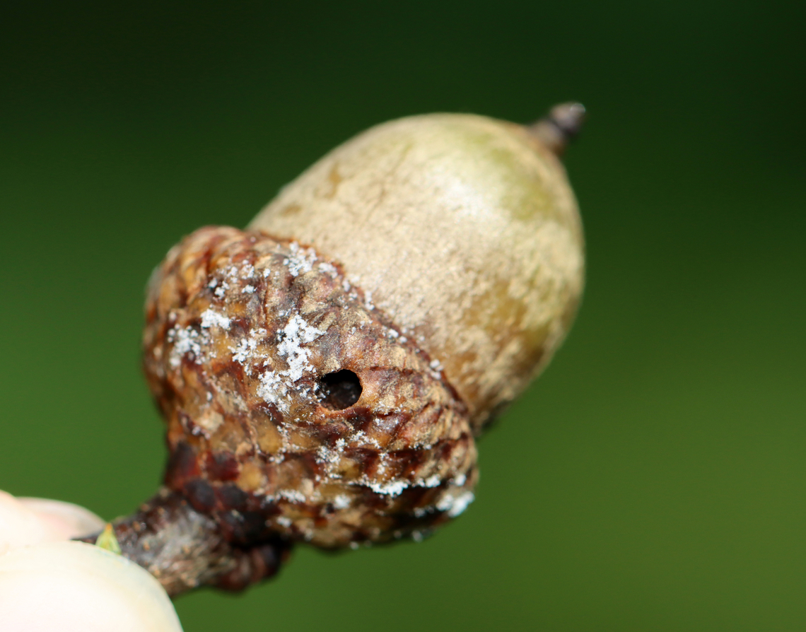 Acorn Weevil (Curculio sp.) Hole in Acorn Cup The hole in this acorn's cup was likely made by an acorn weevil larva (Curculio sp.). The larvae develop inside the nut and chew exit holes (~3 mm across) when they are mature and ready to hibernate in the soil.<br />
<br />
Fun fact -- Acorns inhabited by weevil larvae may later be colonized by ants (Temnothorax sp.), which specialize in living inside damaged acorns. The ants clean the acorn out and make it their home.<br />
<br />
Habitat: Found in a mixed forest; Note the white fungus on the acorn.  Curculio,Geotagged,Quercus,Summer,United States,acorn,acorn weevil,larvae,signs of wildlife,weevil,weevil larva