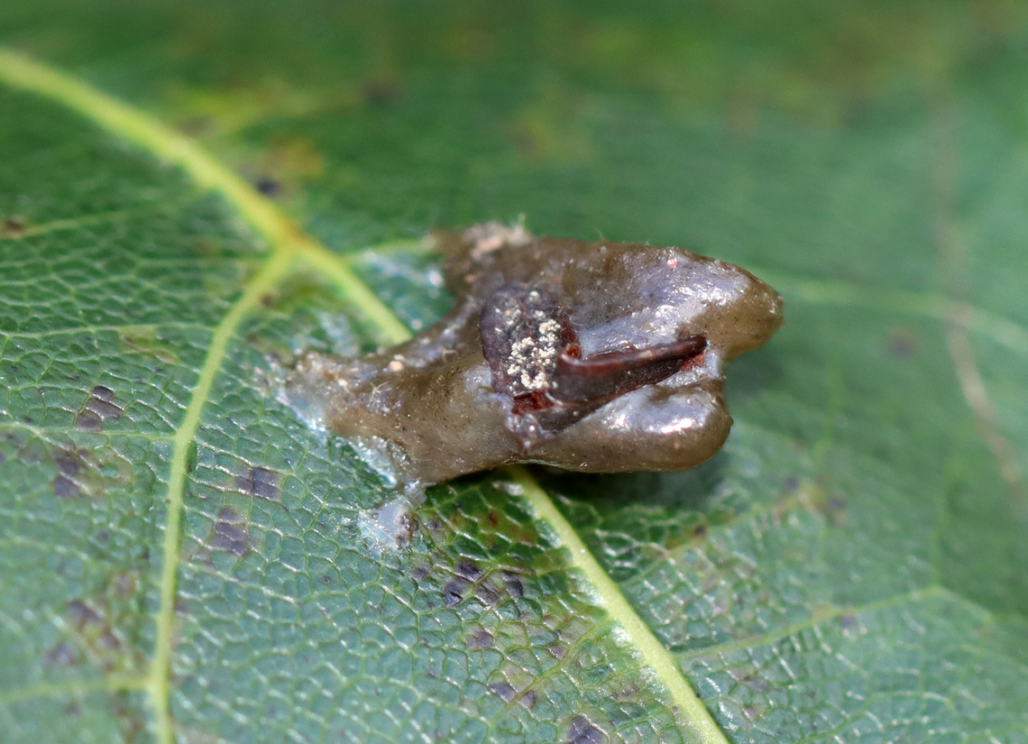 Gall/Frass/Pupa on Oak Leaf (Quercus sp.) I have no idea what this is and wish I had gotten more photos. <br />
<br />
Habitat: Oak leaf Geotagged,Summer,United States
