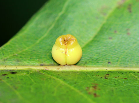 Gall - Kokkocynips rileyi Host: Oak (Quercus sp.) Geotagged,Kokkocynips,Kokkocynips rileyi,Quercus,Summer,United States,gall,oak,oak gall