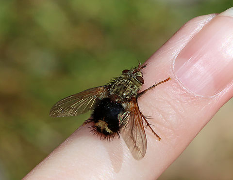 Early Tachinid Fly - Epalpus signifer This fly kept landing on my hand and wouldn't leave me alone. So, I made the most of it and took its picture.

Habitat: Mixed forest Early Tachinid Fly,Epalpus,Epalpus signifer,Geotagged,Spring,United States,bristle fly,diptera,fly,tachinid fly,tachinidae