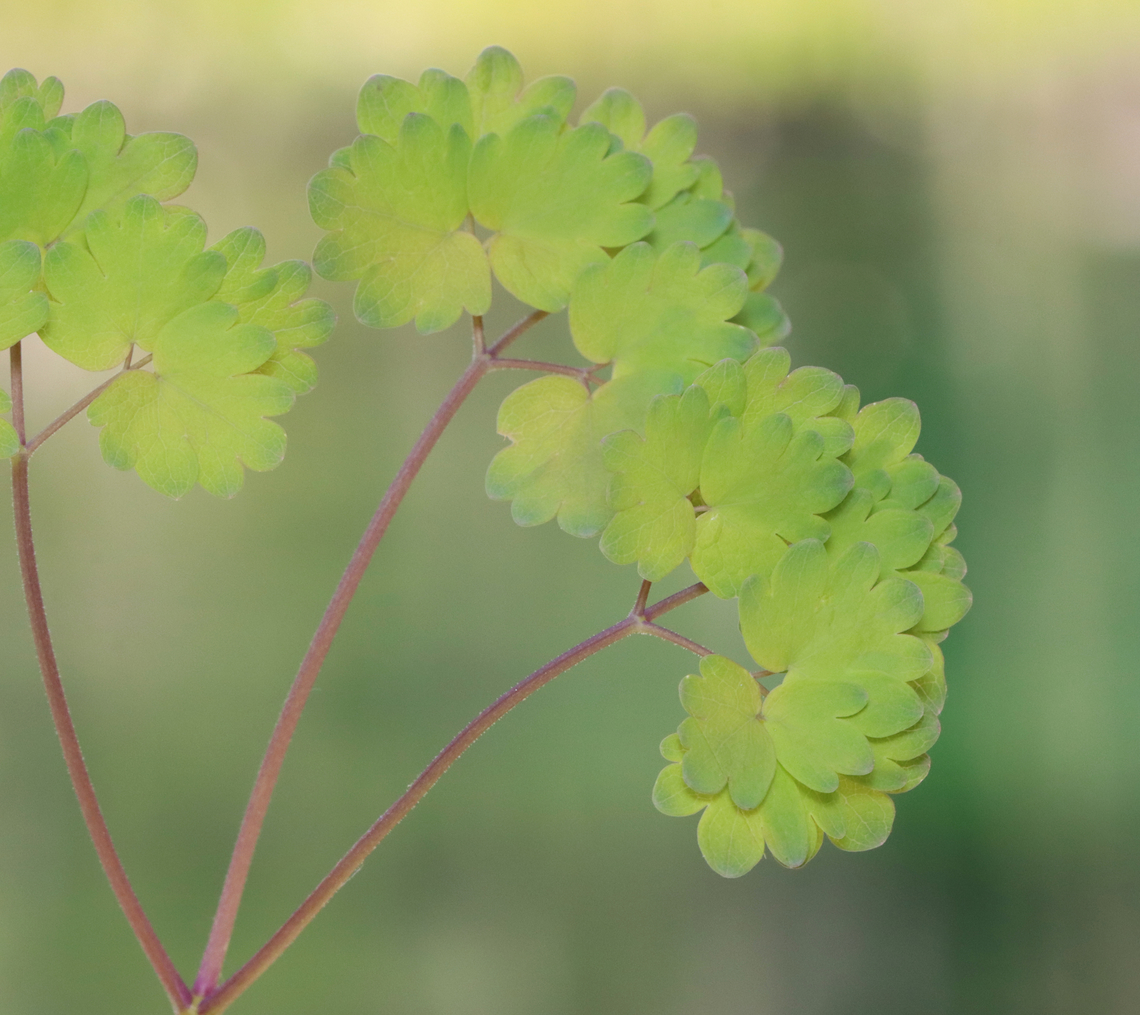 Early Meadow Rue - Thalictrum dioicum Habitat: Mixed, mesic forest Early meadow-rue,Geotagged,Ranunculaceae,Spring,Thalictrum,Thalictrum dioicum,United States,quicksilver-weed