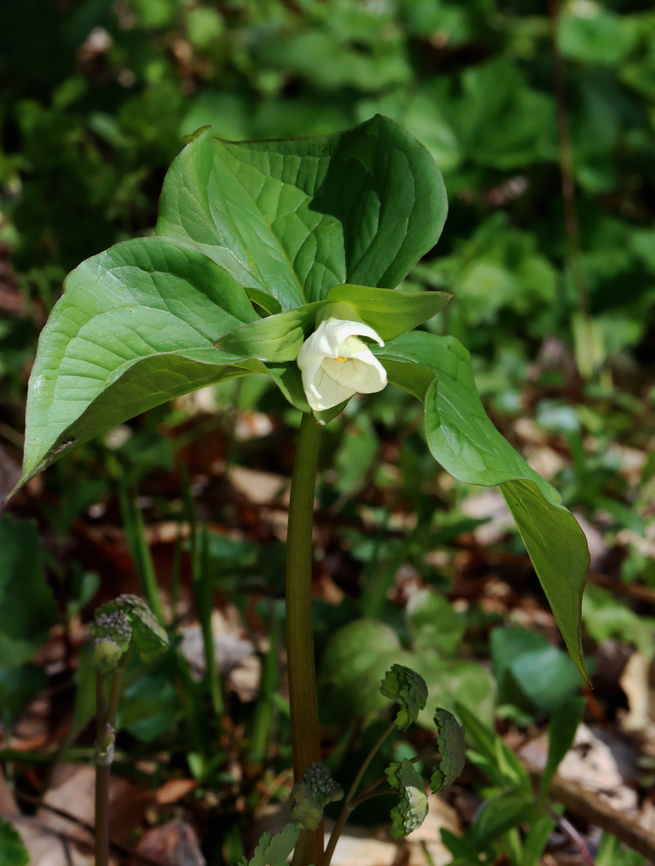 Great White Trillium - Trillium grandiflorum Blooming trillium is a very welcome sign of spring!<br />
<br />
Habitat: Mixed, mesic forest Geotagged,Great white trillium,Melanthiaceae,Spring,Trillium,Trillium grandiflorum,United States