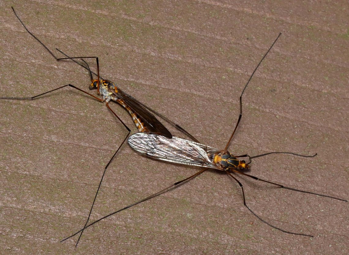Mating Crane Flies - Tipula collaris When I first saw them, I thought these crane flies were dead. Their mating is extremely boring to watch as they just laid there, not moving. But, as I watched closely, I noticed some movement. <br />
<br />
Habitat: Streamside; mixed forest Geotagged,Spring,Tipula,Tipula collaris,Tipulidae,United States,crane flies