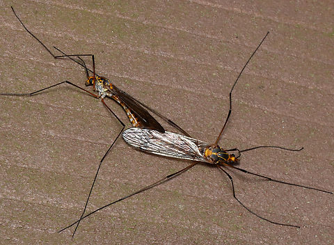 Mating Crane Flies - Tipula collaris When I first saw them, I thought these crane flies were dead. Their mating is extremely boring to watch as they just laid there, not moving. But, as I watched closely, I noticed some movement. 

Habitat: Streamside; mixed forest Geotagged,Spring,Tipula,Tipula collaris,Tipulidae,United States,crane flies