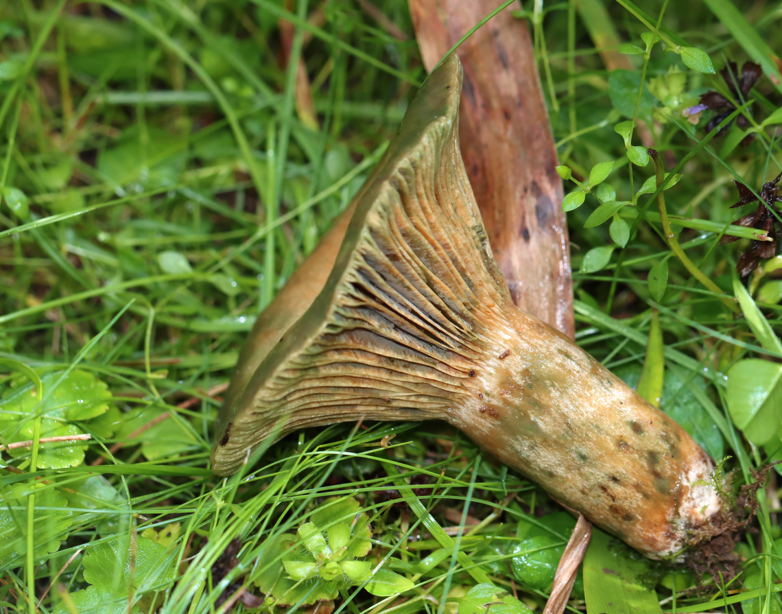Mushroom -   Lactarius chelidonium var. chelidonioides A bit gnarly, but still very cool. I should have cut it in half to see if the flesh would stain with exposure to air, but I didn&#039;t know to do that at the time.<br />
<br />
Habitat: Growing in a grassy area next to a mixed forest<br />
<figure class="photo"><a href="https://www.jungledragon.com/image/134021/mushroom_-_lactarius_chelidonium_var._chelidonioides.html" title="Mushroom -   Lactarius chelidonium var. chelidonioides"><img src="https://s3.amazonaws.com/media.jungledragon.com/images/3232/134021_thumb.jpg?AWSAccessKeyId=05GMT0V3GWVNE7GGM1R2&Expires=1759968010&Signature=Wf7aan8A%2B4iuj2k8X2Y1mL4CHIU%3D" width="200" height="158" alt="Mushroom -   Lactarius chelidonium var. chelidonioides A bit gnarly, but still very cool. I should have cut it in half to see if the flesh would stain with exposure to air, but I didn&#039;t know to do that at the time.<br />
<br />
Habitat: Growing in a grassy area next to a mixed forest<br />
https://www.jungledragon.com/image/134021/mushroom_-_lactarius_chelidonium.html<br />
https://www.jungledragon.com/image/134023/mushroom_-_lactarius_chelidonium.html<br />
https://www.jungledragon.com/image/134022/mushroom_-_lactarius_chelidonium.html Geotagged,Lactarius chelidonium,Summer,United States,fungus,lactarius,milkcap,mushroom" /></a></figure><br />
<figure class="photo"><a href="https://www.jungledragon.com/image/134023/mushroom_-_lactarius_chelidonium_var._chelidonioides.html" title="Mushroom - Lactarius chelidonium var. chelidonioides"><img src="https://s3.amazonaws.com/media.jungledragon.com/images/3232/134023_thumb.jpg?AWSAccessKeyId=05GMT0V3GWVNE7GGM1R2&Expires=1759968010&Signature=wOhQZ1naYQSqZjUR2jdz06KzEag%3D" width="200" height="152" alt="Mushroom - Lactarius chelidonium var. chelidonioides A bit gnarly, but still very cool. I should have cut it in half to see if the flesh would stain with exposure to air, but I didn&#039;t know to do that at the time.<br />
<br />
Habitat: Growing in a grassy area next to a mixed forest<br />
https://www.jungledragon.com/image/134021/mushroom_-_lactarius_chelidonium.html<br />
https://www.jungledragon.com/image/134023/mushroom_-_lactarius_chelidonium.html<br />
https://www.jungledragon.com/image/134022/mushroom_-_lactarius_chelidonium.html<br />
 Geotagged,Lactarius chelidonium,Summer,United States" /></a></figure><br />
<figure class="photo"><a href="https://www.jungledragon.com/image/134022/mushroom_-_lactarius_chelidonium_var._chelidonioides.html" title="Mushroom -  Lactarius chelidonium var. chelidonioides"><img src="https://s3.amazonaws.com/media.jungledragon.com/images/3232/134022_thumb.jpg?AWSAccessKeyId=05GMT0V3GWVNE7GGM1R2&Expires=1759968010&Signature=Z2PJ%2FnlLcccMGNAnS4MG4ilNYHA%3D" width="118" height="152" alt="Mushroom -  Lactarius chelidonium var. chelidonioides A bit gnarly, but still very cool. I should have cut it in half to see if the flesh would stain with exposure to air, but I didn&#039;t know to do that at the time.<br />
<br />
Habitat: Growing in a grassy area next to a mixed forest<br />
https://www.jungledragon.com/image/134021/mushroom_-_lactarius_chelidonium.html<br />
https://www.jungledragon.com/image/134023/mushroom_-_lactarius_chelidonium.html<br />
https://www.jungledragon.com/image/134022/mushroom_-_lactarius_chelidonium.html Geotagged,Lactarius chelidonium,Summer,United States" /></a></figure> Geotagged,Lactarius chelidonium,Summer,United States,fungus,lactarius,milkcap,mushroom