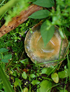 Mushroom -  Lactarius chelidonium var. chelidonioides A bit gnarly, but still very cool. I should have cut it in half to see if the flesh would stain with exposure to air, but I didn't know to do that at the time.

Habitat: Growing in a grassy area next to a mixed forest
https://www.jungledragon.com/image/134021/mushroom_-_lactarius_chelidonium.html
https://www.jungledragon.com/image/134023/mushroom_-_lactarius_chelidonium.html
https://www.jungledragon.com/image/134022/mushroom_-_lactarius_chelidonium.html Geotagged,Lactarius chelidonium,Summer,United States
