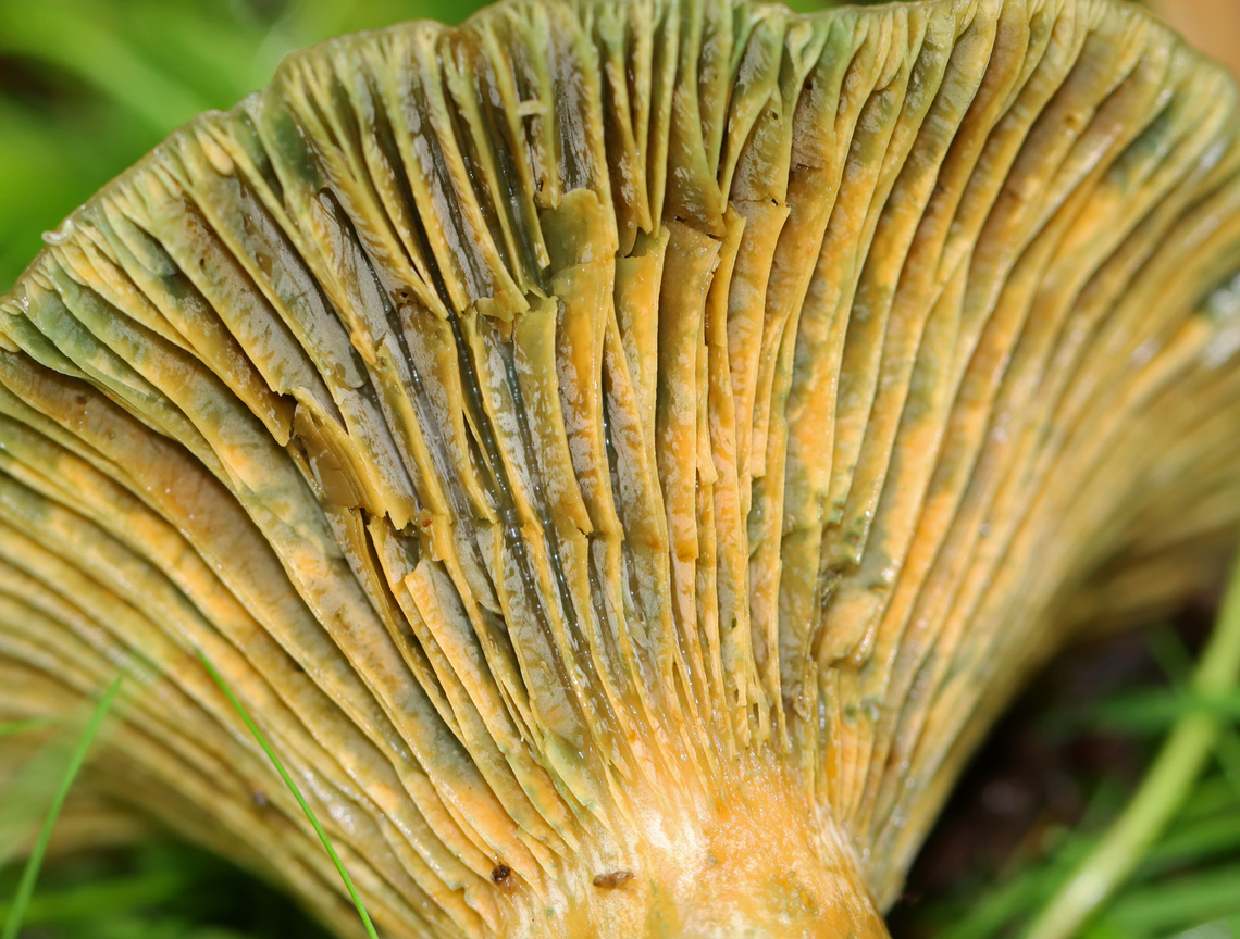 Mushroom - Lactarius chelidonium var. chelidonioides A bit gnarly, but still very cool. I should have cut it in half to see if the flesh would stain with exposure to air, but I didn&#039;t know to do that at the time.<br />
<br />
Habitat: Growing in a grassy area next to a mixed forest<br />
<figure class="photo"><a href="https://www.jungledragon.com/image/134021/mushroom_-_lactarius_chelidonium_var._chelidonioides.html" title="Mushroom -   Lactarius chelidonium var. chelidonioides"><img src="https://s3.amazonaws.com/media.jungledragon.com/images/3232/134021_thumb.jpg?AWSAccessKeyId=05GMT0V3GWVNE7GGM1R2&Expires=1759968010&Signature=Wf7aan8A%2B4iuj2k8X2Y1mL4CHIU%3D" width="200" height="158" alt="Mushroom -   Lactarius chelidonium var. chelidonioides A bit gnarly, but still very cool. I should have cut it in half to see if the flesh would stain with exposure to air, but I didn&#039;t know to do that at the time.<br />
<br />
Habitat: Growing in a grassy area next to a mixed forest<br />
https://www.jungledragon.com/image/134021/mushroom_-_lactarius_chelidonium.html<br />
https://www.jungledragon.com/image/134023/mushroom_-_lactarius_chelidonium.html<br />
https://www.jungledragon.com/image/134022/mushroom_-_lactarius_chelidonium.html Geotagged,Lactarius chelidonium,Summer,United States,fungus,lactarius,milkcap,mushroom" /></a></figure><br />
<figure class="photo"><a href="https://www.jungledragon.com/image/134023/mushroom_-_lactarius_chelidonium_var._chelidonioides.html" title="Mushroom - Lactarius chelidonium var. chelidonioides"><img src="https://s3.amazonaws.com/media.jungledragon.com/images/3232/134023_thumb.jpg?AWSAccessKeyId=05GMT0V3GWVNE7GGM1R2&Expires=1759968010&Signature=wOhQZ1naYQSqZjUR2jdz06KzEag%3D" width="200" height="152" alt="Mushroom - Lactarius chelidonium var. chelidonioides A bit gnarly, but still very cool. I should have cut it in half to see if the flesh would stain with exposure to air, but I didn&#039;t know to do that at the time.<br />
<br />
Habitat: Growing in a grassy area next to a mixed forest<br />
https://www.jungledragon.com/image/134021/mushroom_-_lactarius_chelidonium.html<br />
https://www.jungledragon.com/image/134023/mushroom_-_lactarius_chelidonium.html<br />
https://www.jungledragon.com/image/134022/mushroom_-_lactarius_chelidonium.html<br />
 Geotagged,Lactarius chelidonium,Summer,United States" /></a></figure><br />
<figure class="photo"><a href="https://www.jungledragon.com/image/134022/mushroom_-_lactarius_chelidonium_var._chelidonioides.html" title="Mushroom -  Lactarius chelidonium var. chelidonioides"><img src="https://s3.amazonaws.com/media.jungledragon.com/images/3232/134022_thumb.jpg?AWSAccessKeyId=05GMT0V3GWVNE7GGM1R2&Expires=1759968010&Signature=Z2PJ%2FnlLcccMGNAnS4MG4ilNYHA%3D" width="118" height="152" alt="Mushroom -  Lactarius chelidonium var. chelidonioides A bit gnarly, but still very cool. I should have cut it in half to see if the flesh would stain with exposure to air, but I didn&#039;t know to do that at the time.<br />
<br />
Habitat: Growing in a grassy area next to a mixed forest<br />
https://www.jungledragon.com/image/134021/mushroom_-_lactarius_chelidonium.html<br />
https://www.jungledragon.com/image/134023/mushroom_-_lactarius_chelidonium.html<br />
https://www.jungledragon.com/image/134022/mushroom_-_lactarius_chelidonium.html Geotagged,Lactarius chelidonium,Summer,United States" /></a></figure><br />
 Geotagged,Lactarius chelidonium,Summer,United States