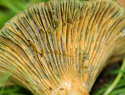 Lactarius chelidonium