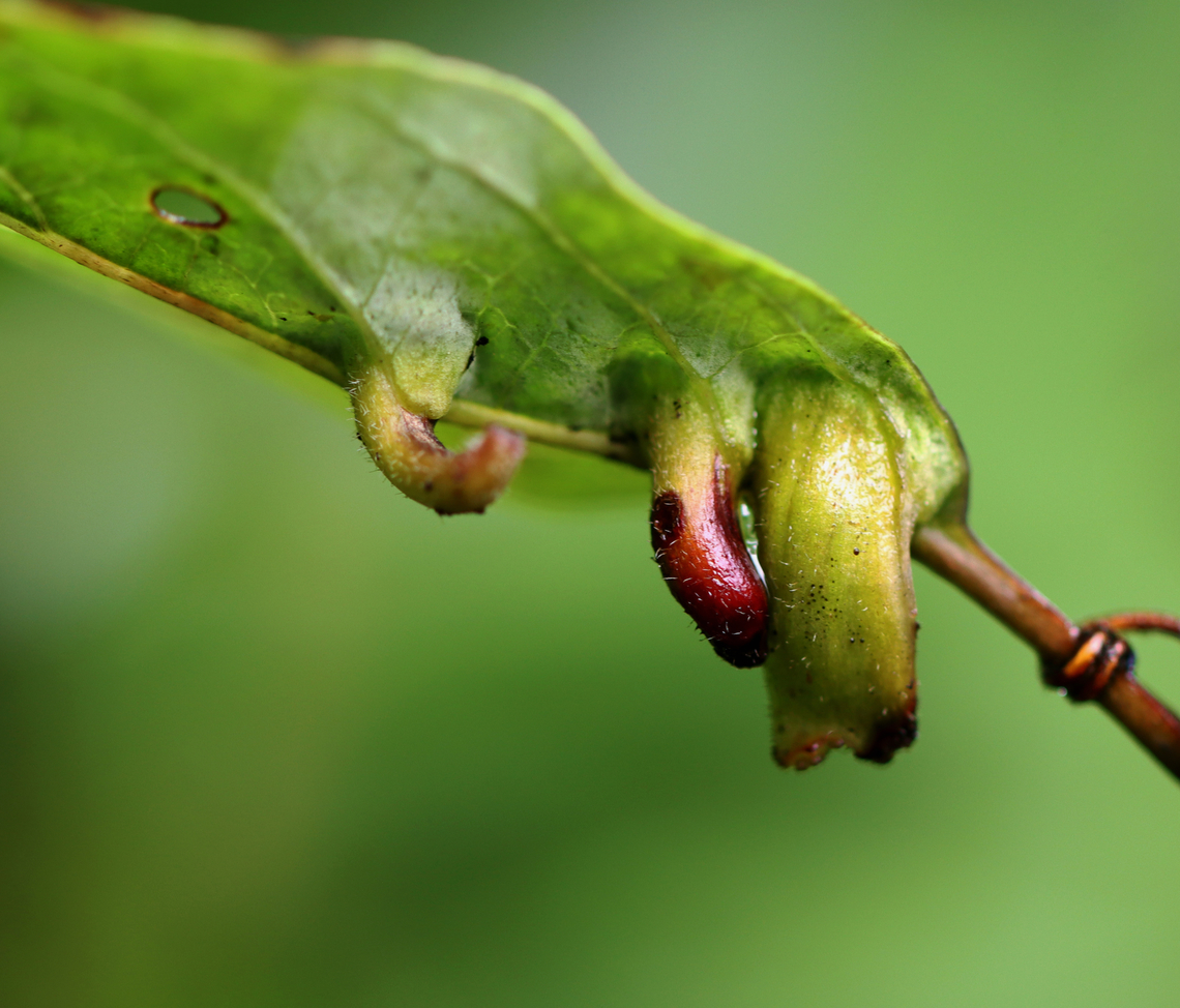 Midge Galls - Craneiobia tuba I am irritated with myself that I didn't take photos of any other angles of these galls, nor did I get any shots of the host plant. I shared it on iNat and hope someone will recognize it. My best guess is Craneiobia tuba, but that is just a wild guess.<br />
<br />
Habitat: Mixed forest Craneiobia,Craneiobia tuba,Geotagged,Summer,United States,gall midge,galls,midge gall