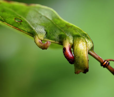 Midge Galls - Craneiobia tuba I am irritated with myself that I didn't take photos of any other angles of these galls, nor did I get any shots of the host plant. I shared it on iNat and hope someone will recognize it. My best guess is Craneiobia tuba, but that is just a wild guess.

Habitat: Mixed forest Craneiobia,Craneiobia tuba,Geotagged,Summer,United States,gall midge,galls,midge gall