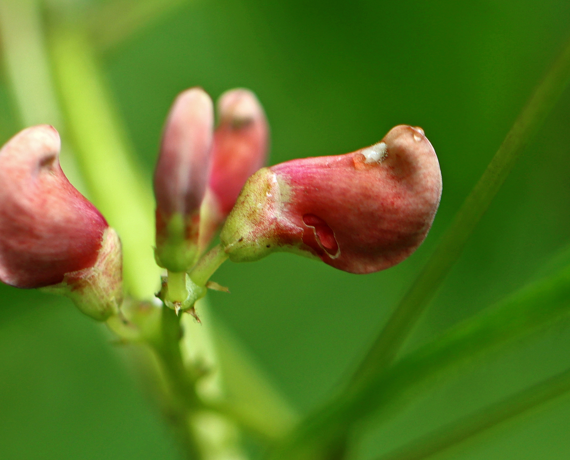 American Groundnut - Apios americana The hole in the flower bud was probably made by a nectar robbing bee. The cut holes in the flowers and steal the nectar without providing pollination services.<br />
<br />
Habitat: Mixed forest American groundnut,Apios americana,Geotagged,Summer,United States,apios,groundnut,nectar robber,signs of wildlife