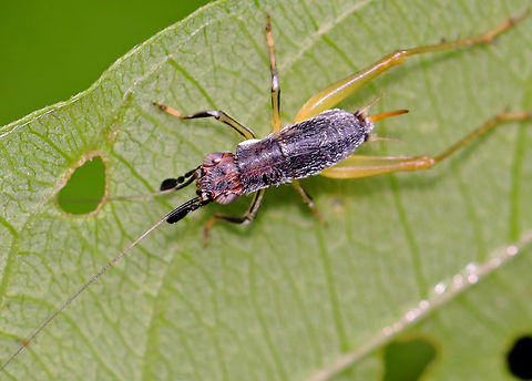 Handsome Trig (Nymph) - Phyllopalpus pulchellus Definitely handsome. 

Habitat: Mixed forest Geotagged,Handsome trig,Phyllopalpus,Phyllopalpus pulchellus,Summer,United States,cricket,nymph