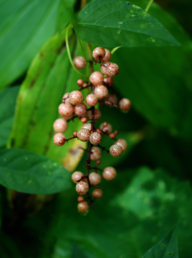 False Solomon's Seal - Maianthemum racemosum Habitat: Mixed forest False Solomon's Seal,Feathery false lily of the valley,Geotagged,Maianthemum,Maianthemum racemosum,Summer,United States