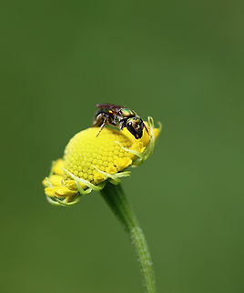 Sweat Bee - Augochlora sp. Habitat: Meadow edge Augochlora,Geotagged,Summer,United States,bee,sweat bee