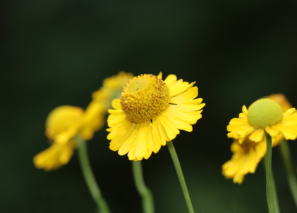 Autumn Sneezeweed - Helenium autumnale Despite its common name, sneezeweed does not commonly cause allergic reactions. Rather, it gets the name &quot;sneezeweed&quot; because native americans used a dried powder made from the plant as snuff to induce sneezing in order to relieve congestion.<br />
<br />
Habitat: Growing in a wetland area Common sneezeweed,Geotagged,Helenium,Helenium autumnale,Summer,United States,sneezeweed