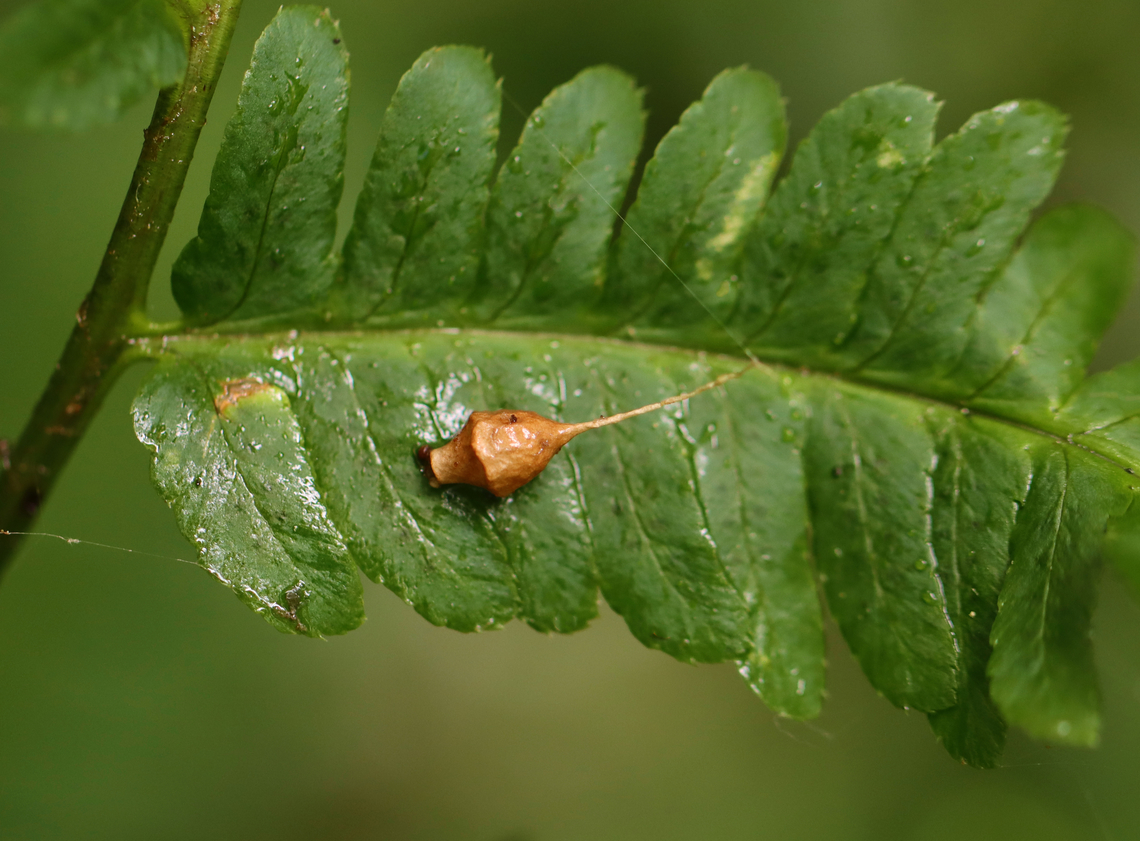 Spider Egg Case - Neospintharus trigonum Habitat: mesic, mixed forest Geotagged,Neospintharus trigonum,Summer,Theridiidae,United States,egg case,egg sac,eggs,spider,spider egg sac