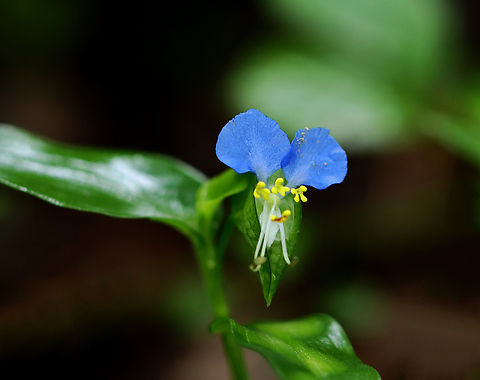 Asiatic Dayflower - Commelina communis Habitat: Mesic, mixed forest Asiatic dayflower,Commelina,Commelina communis,Geotagged,Summer,United States