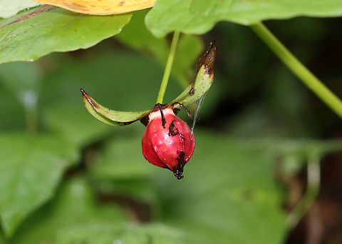 Nodding Trillium (Fruit) - Trillium cernuum Fruit is ~3 cm long and only develops on plants that have been successfully pollinated. Each fruit contains 2+ seeds.

Habitat: Mesic, mixed forest Geotagged,Nodding trillium,Summer,Trillium,Trillium cernuum,United States,trillium fruit