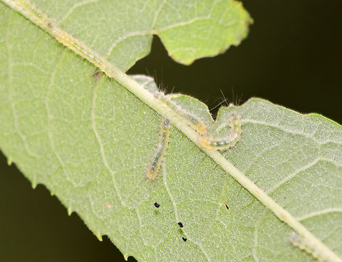 Virginia Tiger Moth Caterpillars - Spilosoma virginica Habitat: Mesic, mixed forest Geotagged,Spilosoma,Spilosoma virginica,Summer,United States,Virginia tiger moth,caterpillar,larva