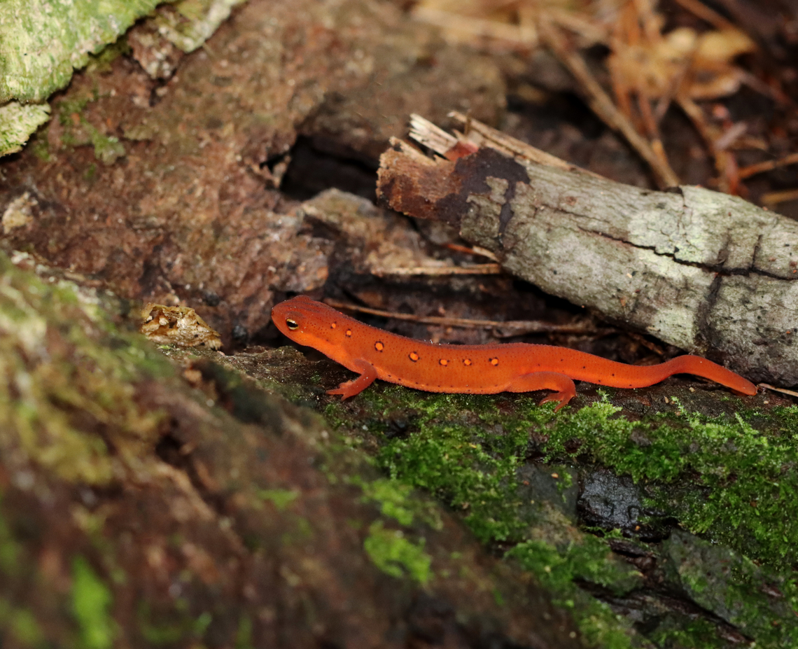 Red Eft - Notophthalmus viridescens &lt;3<br />
<br />
Habitat: Near a river&#039;s edge; mixed forest Eastern newt,Geotagged,Notophthalmus,Notophthalmus viridescens,Summer,United States,newt,red eft,salamander