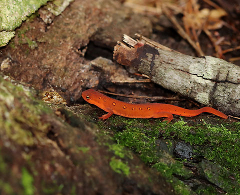 Red Eft - Notophthalmus viridescens <3

Habitat: Near a river's edge; mixed forest Eastern newt,Geotagged,Notophthalmus,Notophthalmus viridescens,Summer,United States,newt,red eft,salamander