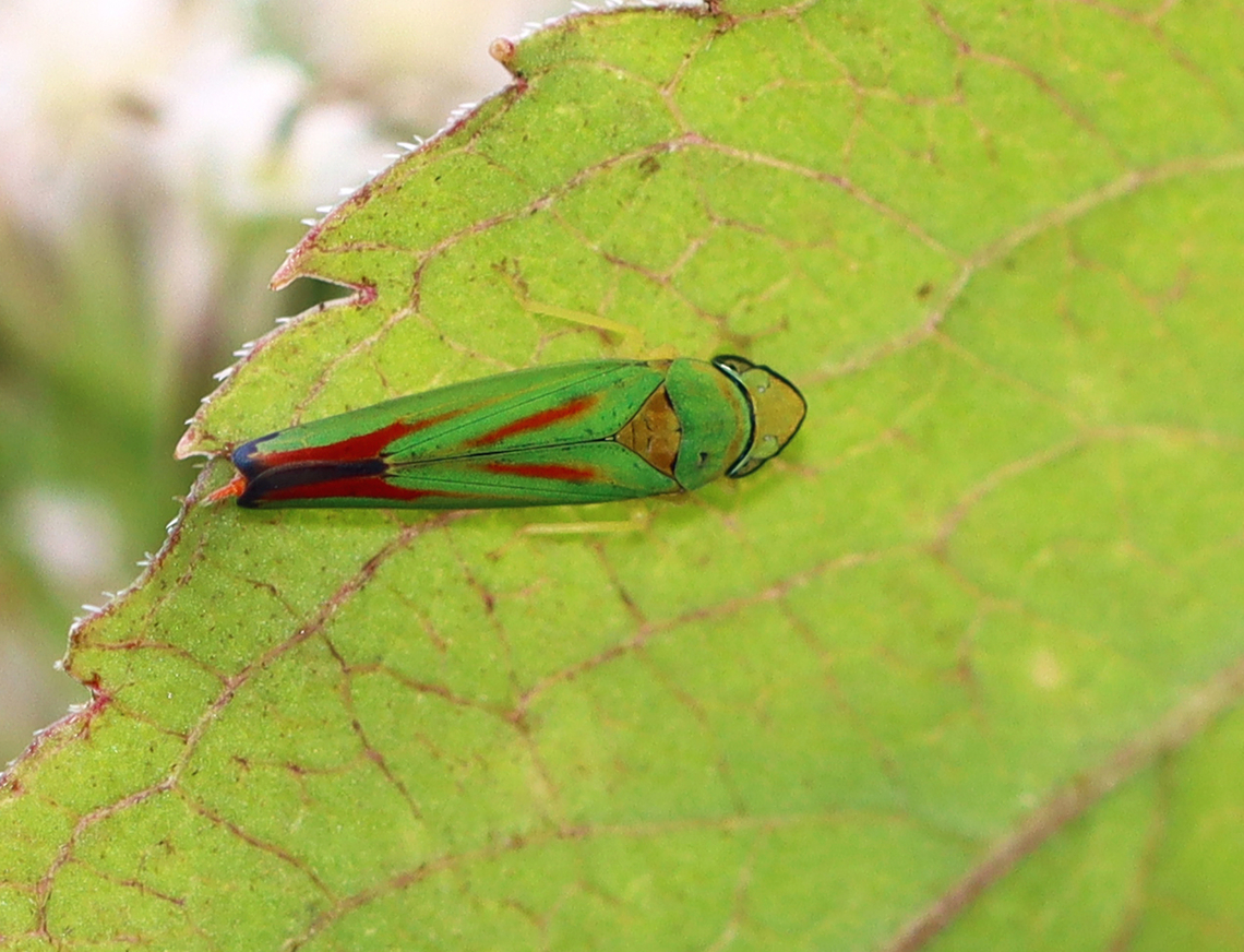 Rhododendron Leafhopper - Graphocephala fennahi Habitat: Mixed forest Geotagged,Graphocephala,Graphocephala fennahi,Rhododendron leafhopper,Summer,United States,leafhopper
