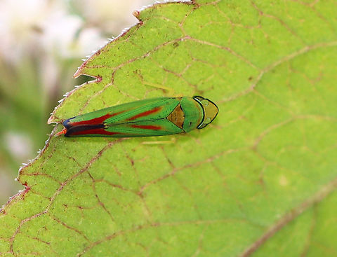 Rhododendron Leafhopper - Graphocephala fennahi Habitat: Mixed forest Geotagged,Graphocephala,Graphocephala fennahi,Rhododendron leafhopper,Summer,United States,leafhopper